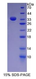 SDS-PAGE (FN1-649H).jpg